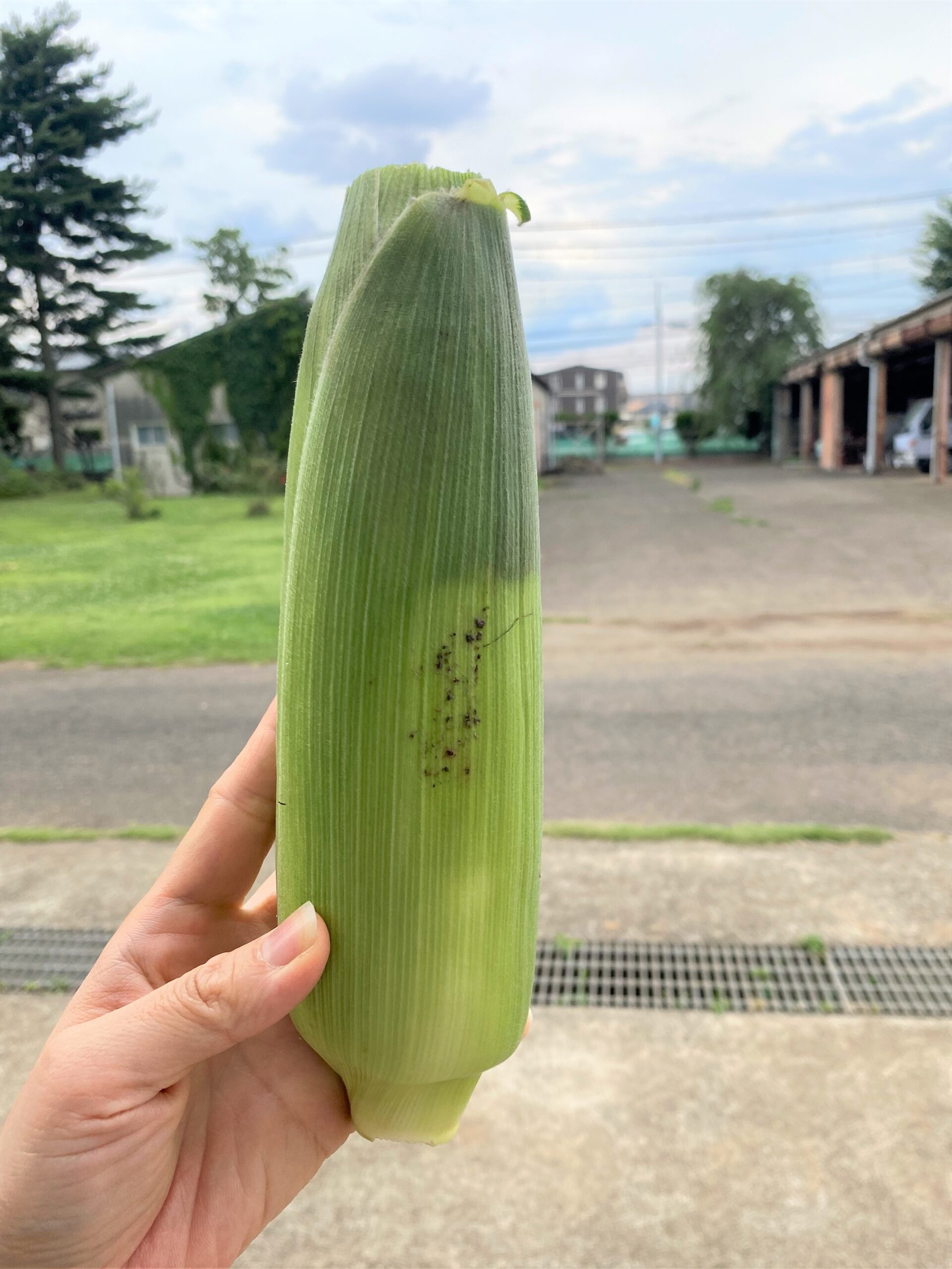 【農場】美味しいトウモロコシの見分け方 - 筑波大学附属坂戸高等学校