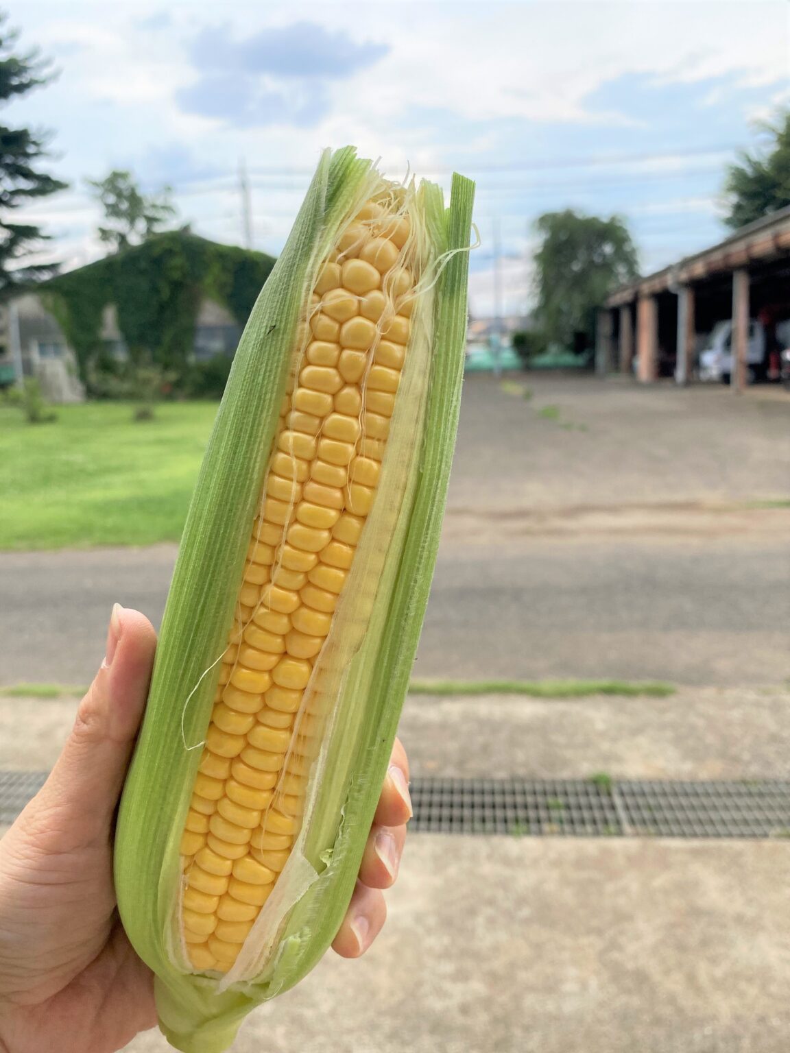 【農場】美味しいトウモロコシの見分け方 - 筑波大学附属坂戸高等学校